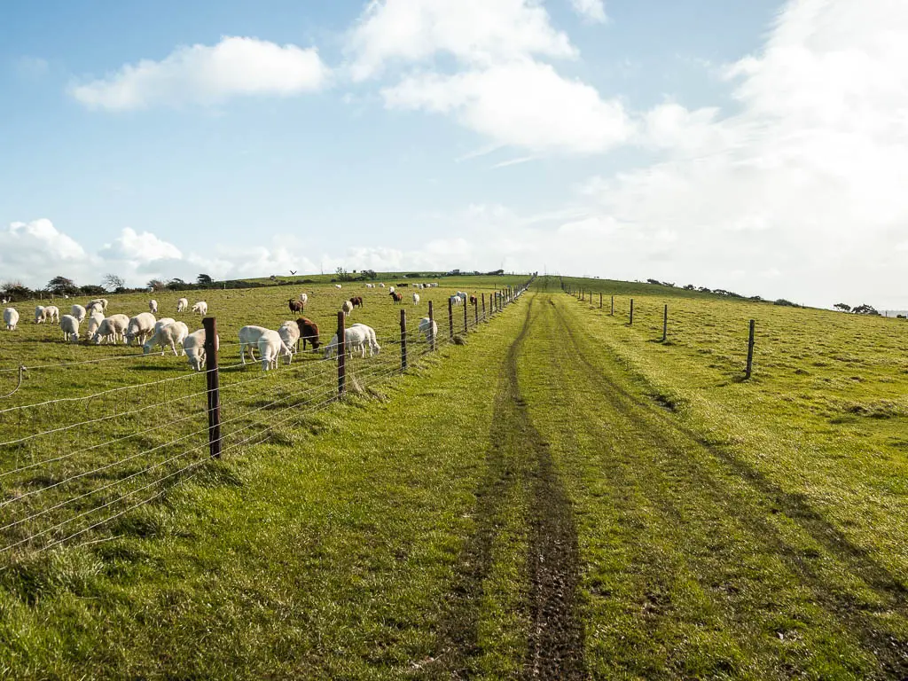 A long straight grass trail, with a metal fence on the left, and white sheep grazing on the other side.