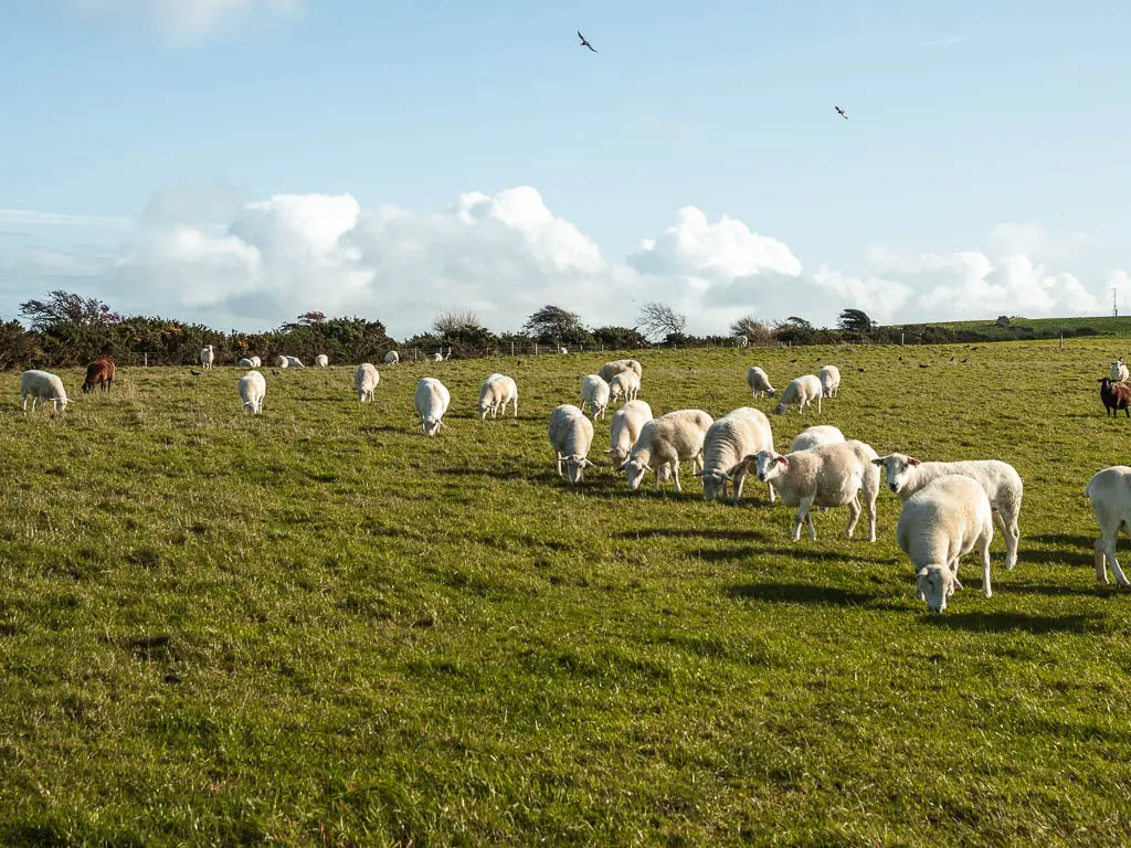 A mass of white sheep grazing on the green grass of a large field.