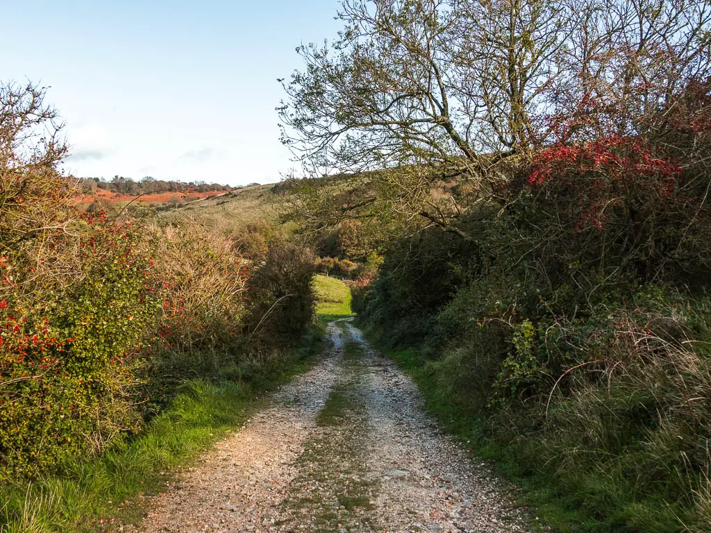 A gravel track leading downhill, lined with bushes. 