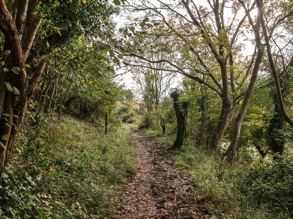 A muddy trail leading through the trees.