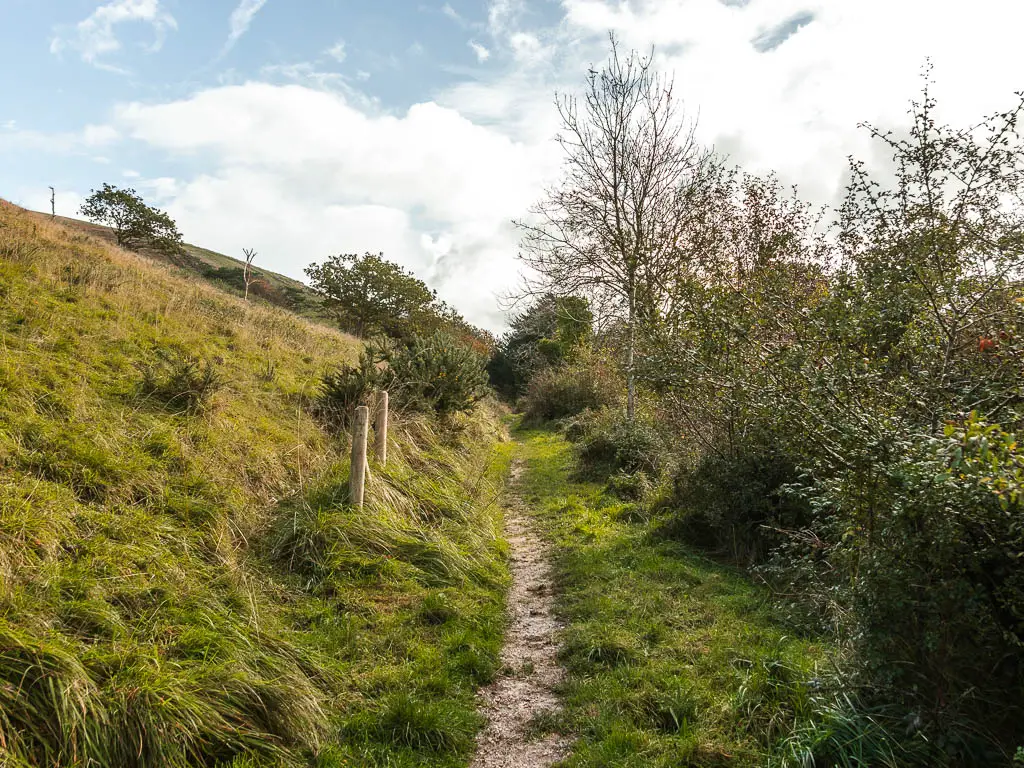 A thin trail with bushes on the right and a hill leading g up on the left.