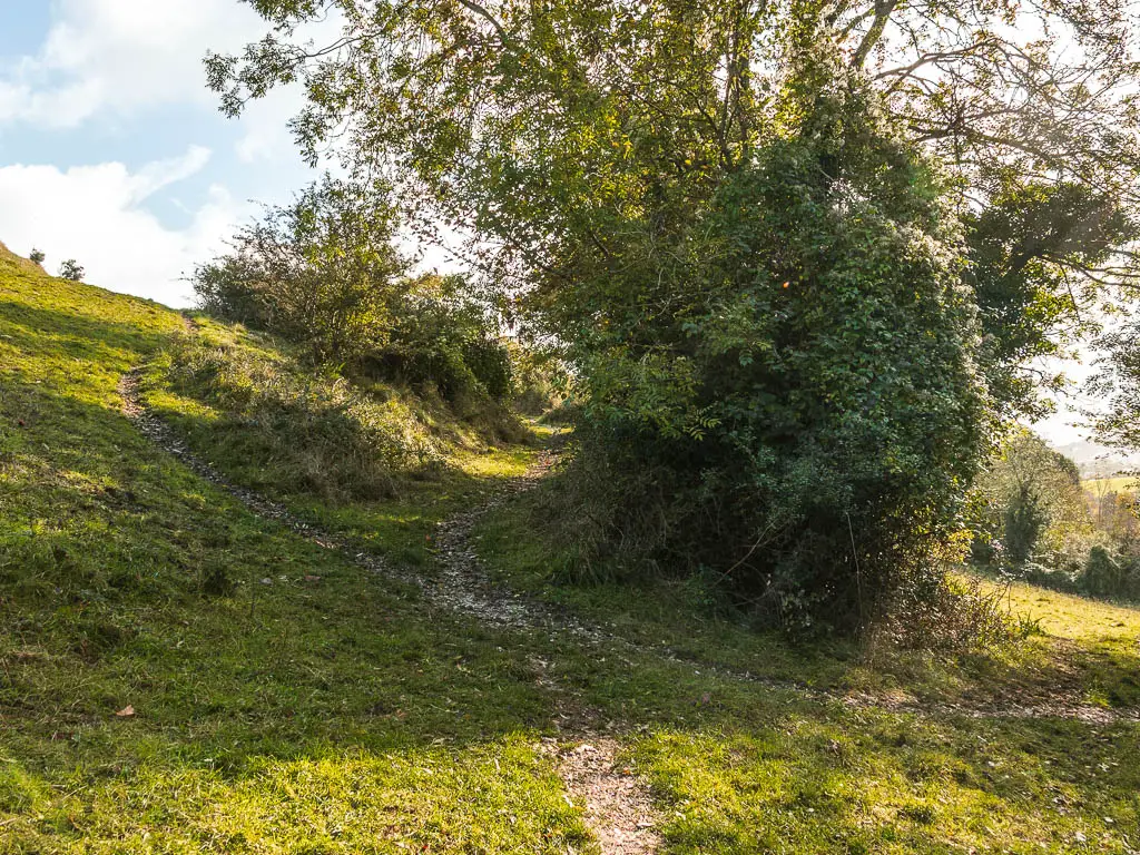 A dirt trail splitting into three. Left, ahead, and right. the trail ahead leads through some bushes. 