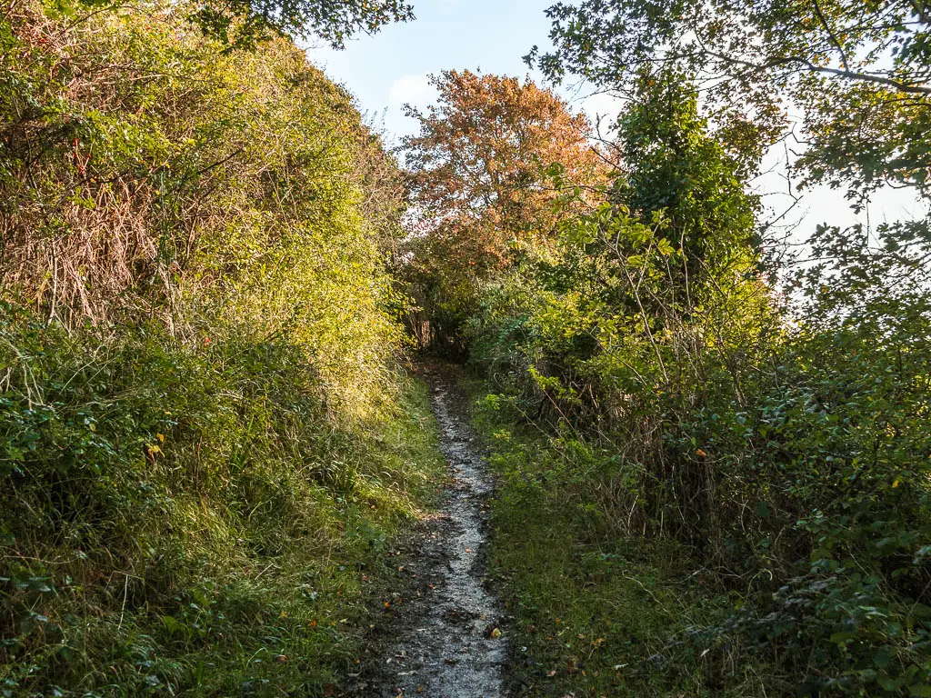 A thin muddy trail between bushes.