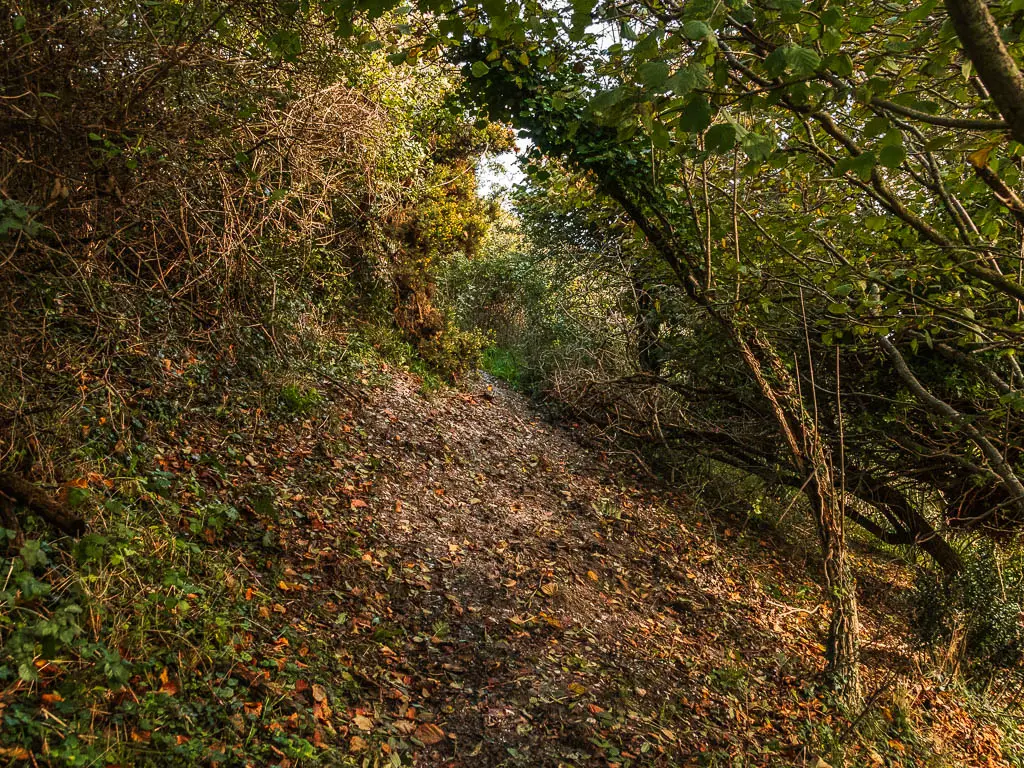 A muddy hillside in the woods.