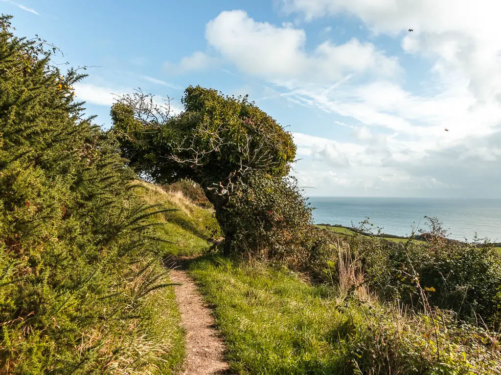 A narrow trail leading under a bend over bush tree. There is a view to the blue sea ahead.