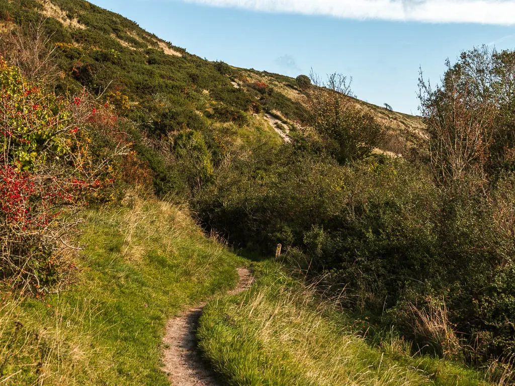 A thin curving dirt trail on the hillside, leading into a mass of bushes.