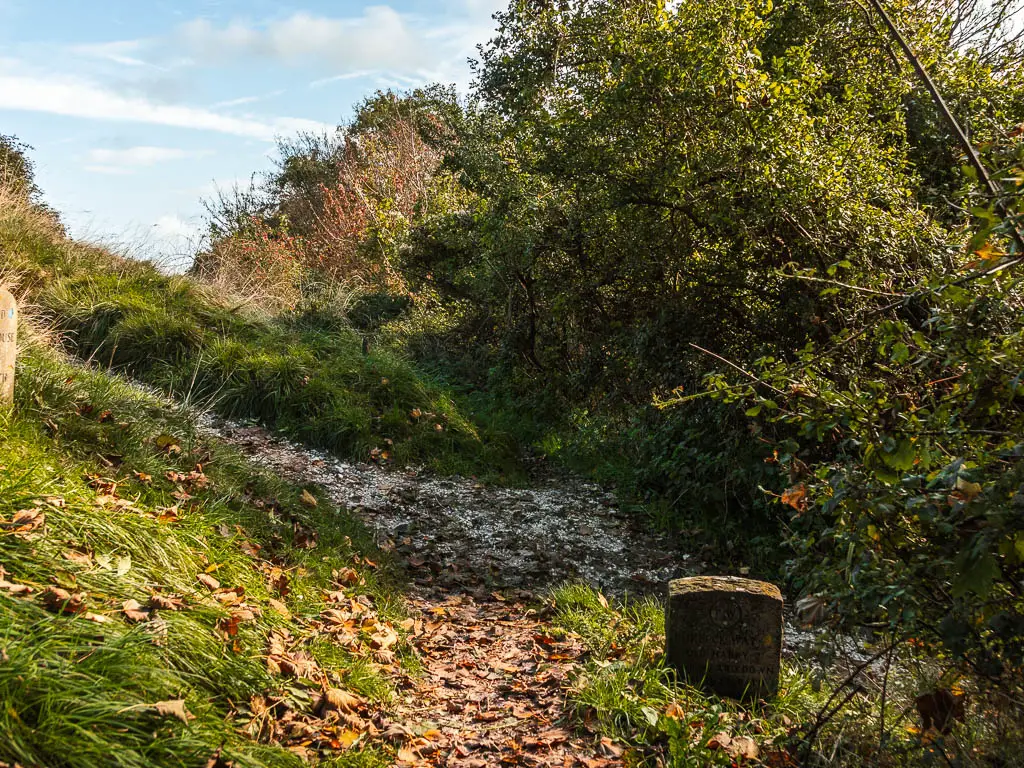 A trail junction surrounded by tall grass and rugged bushes. the ground is covered in fallen brown leaves. 