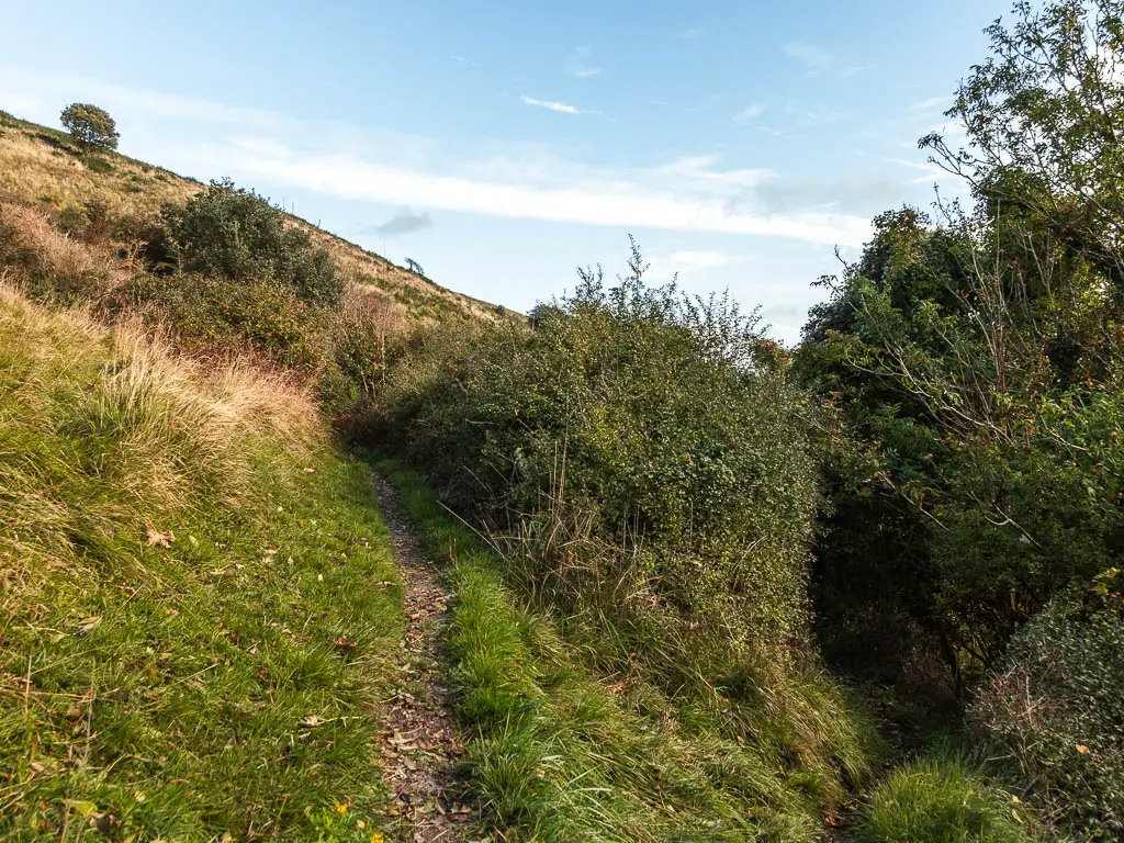 A split in the trail, with the right one leading into a gap in the bushes, and the left one leading uphill.