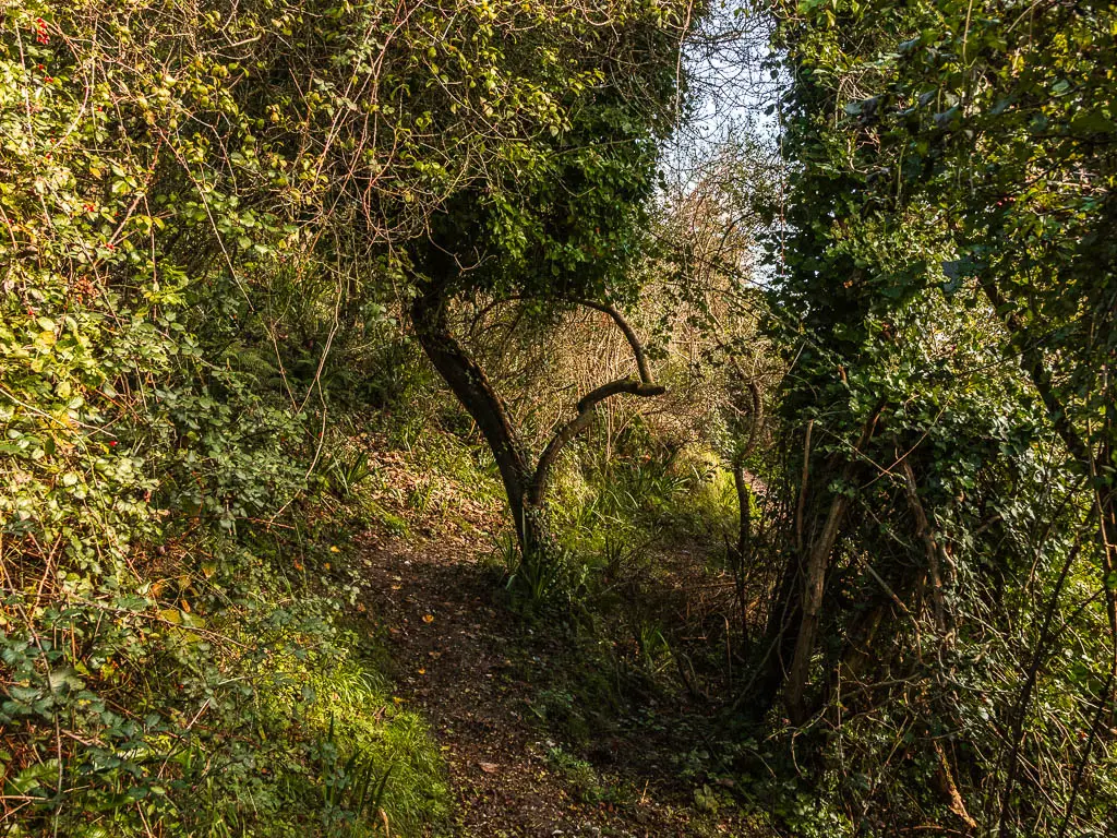 A dirt trail through the woods with straggly trees.