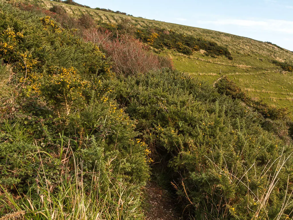 A dirt trail partially hidden by scratchy bushes.