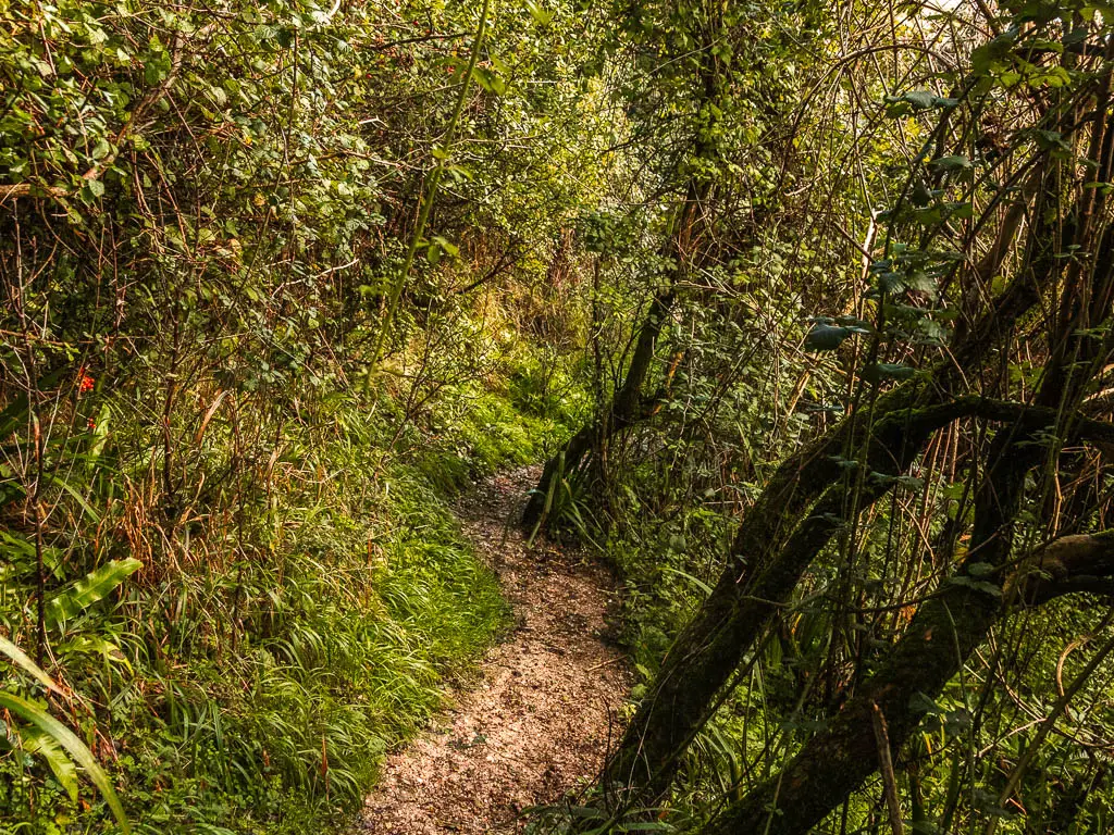 A dirt trail leading through the woods with leaning trees.