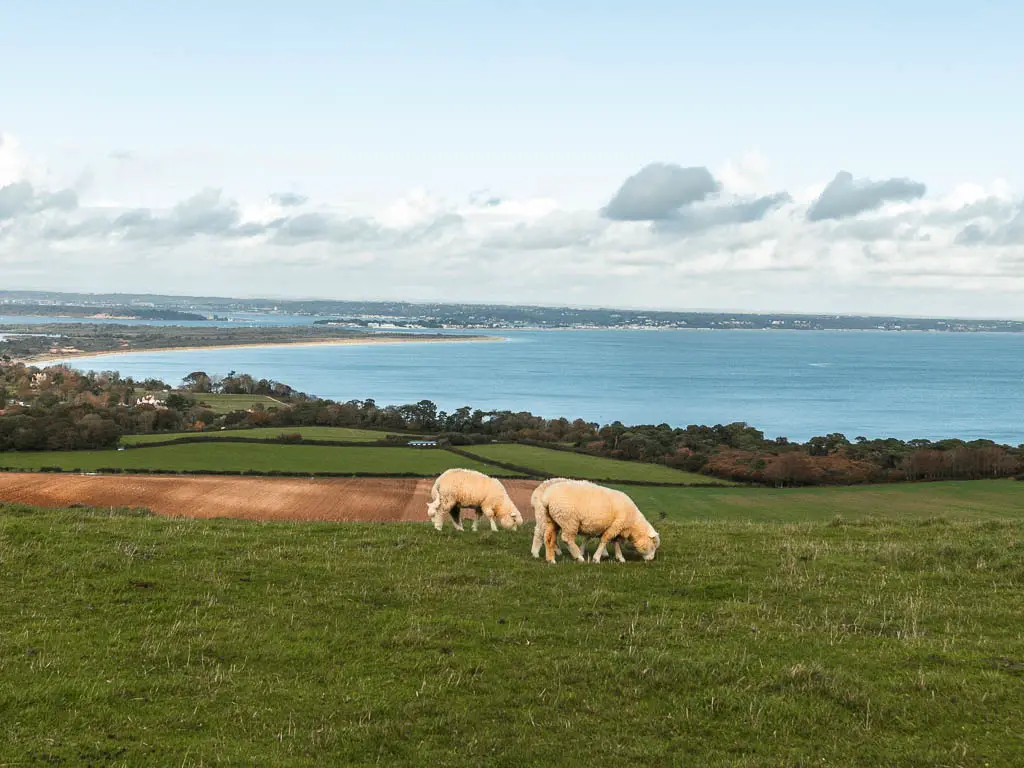 Two white sheep grazing on Ballard Down on the walk between Corfe Castle and Swanage. The blue sea is ahead at the bottom on the hill.