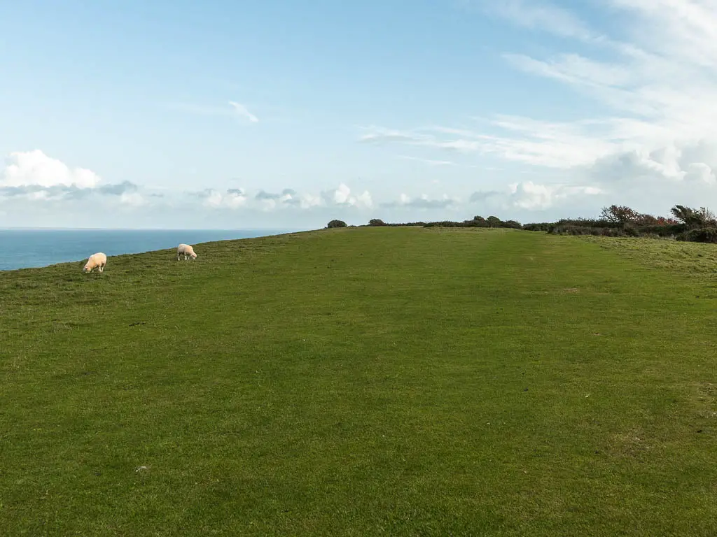 Walking across the massing green grass field of Ballard Down, on the walk between Corfe Castle and Swanage. There are two sheep grazing on the left.