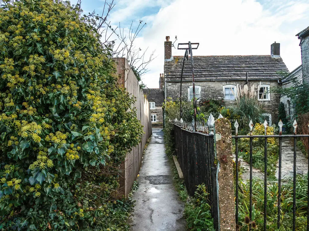 A narrow walkway with a bush and wooden fence on the left, and black railings and house on the right.