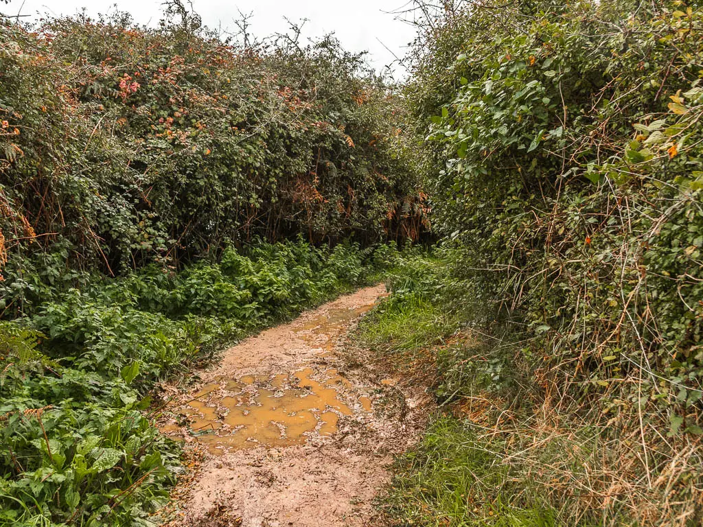 A muddy trail lined with tall bushes.