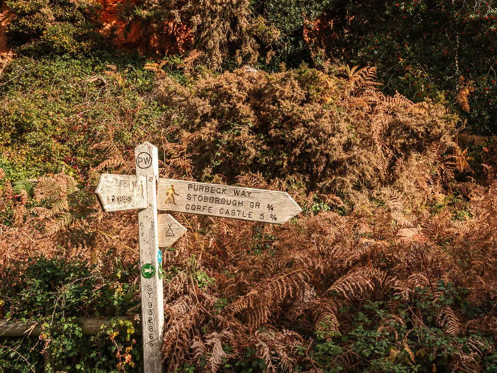 A wooden trail signpost pointing right to walk to Corfe Castle along the Purbeck Way. The sign post is inferno of dishes and orange fern.