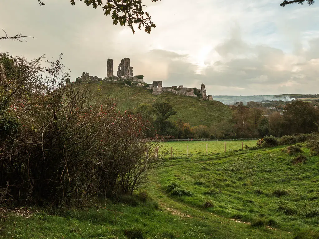 Looking across the green grass field, towards the ruins of Corfe Castle on the hill top, at the end of the walk from Wareham.