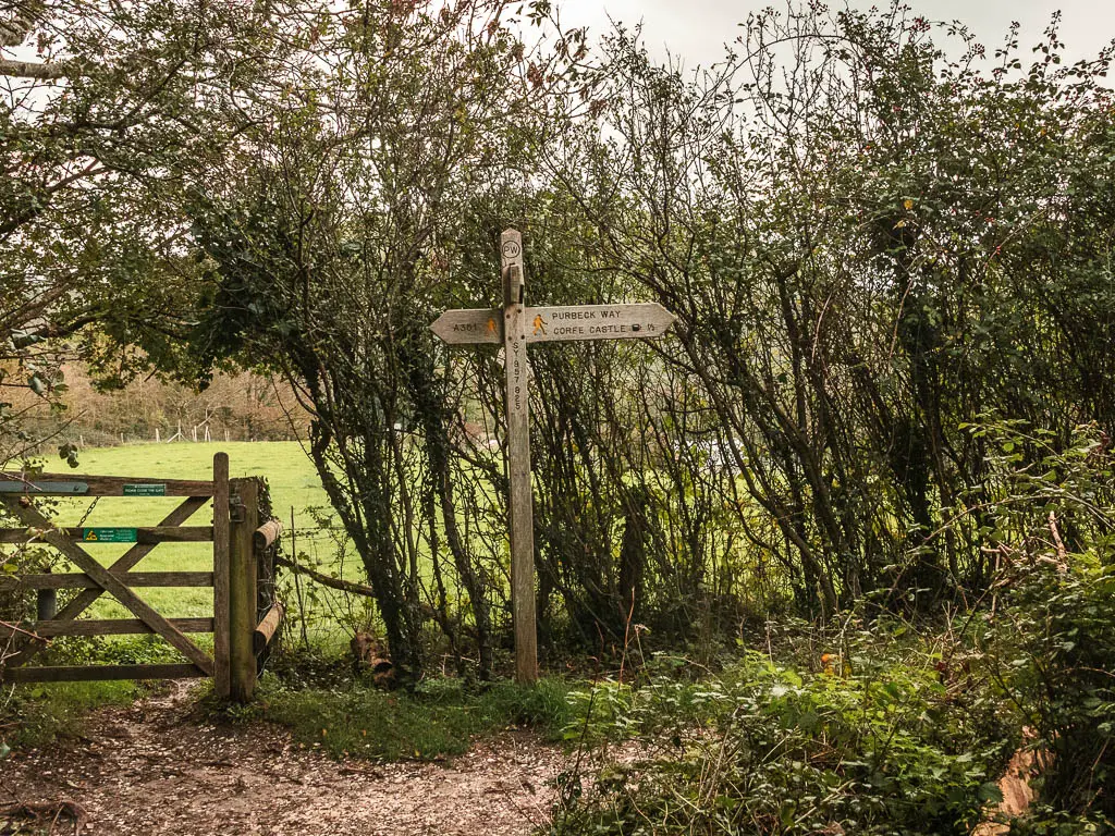 A wooden trail sign, pointing right too walk to Corfe Castle and back to walk to Wareham. The sign is in front of bushes.