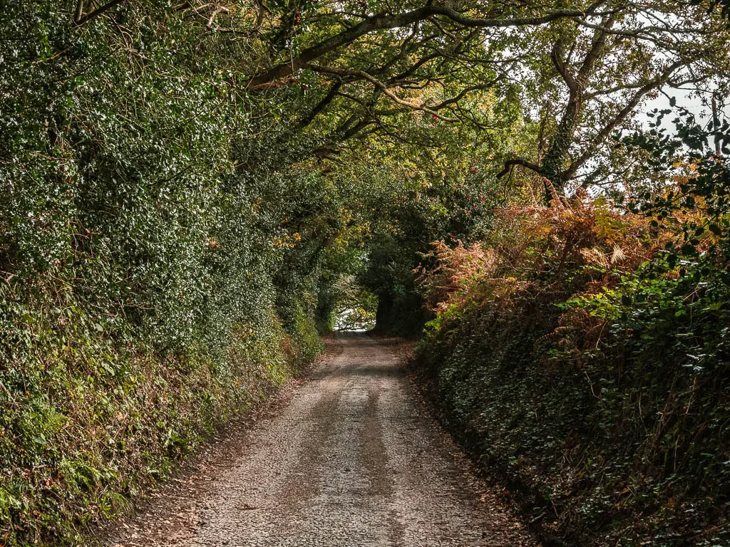 A wide gravel road lined with bushes and trees, forming a tree tunnel.