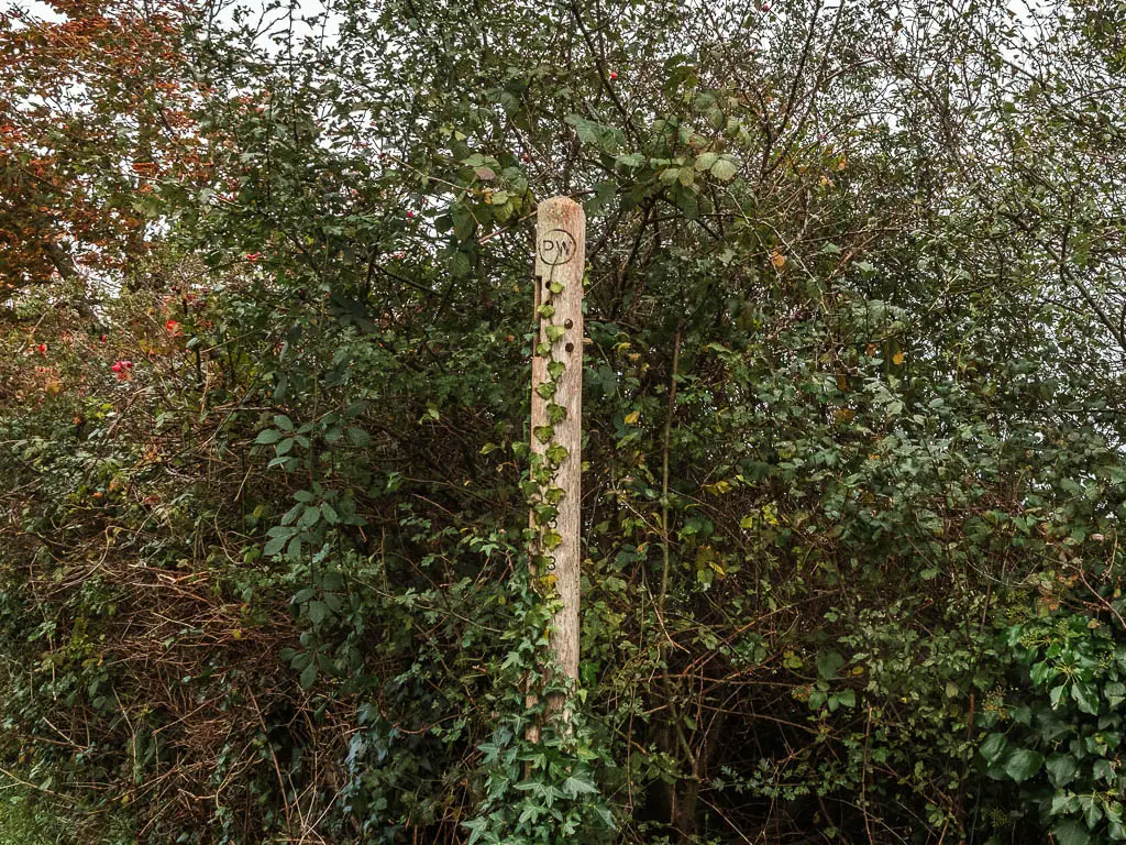 A wooden trail signpost in front of a bush, with Ivey growing up it.