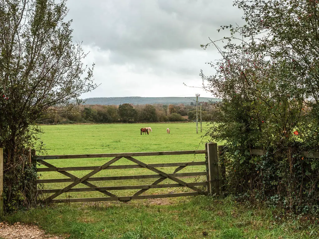 Looking past a wooden gate to a big grass field with three horses grazing in the distance, on the walk from Wareham to Corfe.