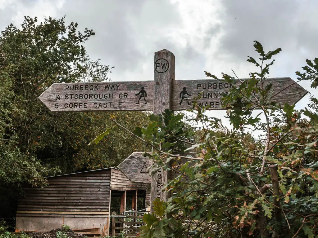 A wooden trail signpost pointing left to walk to Corfe Castle along the Purbeck way, and right to walk to Wareham. The sign is partially hidden by bush branches.