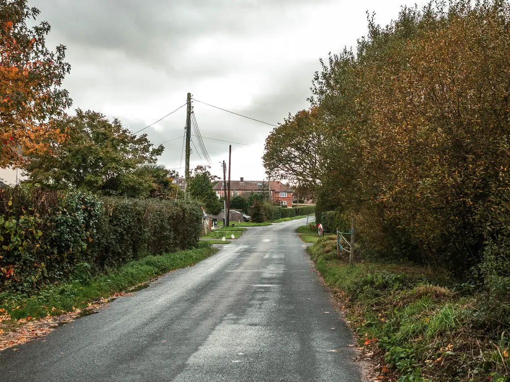 A road leading straight ahead lined with bushes on the right and a hedge on the left.