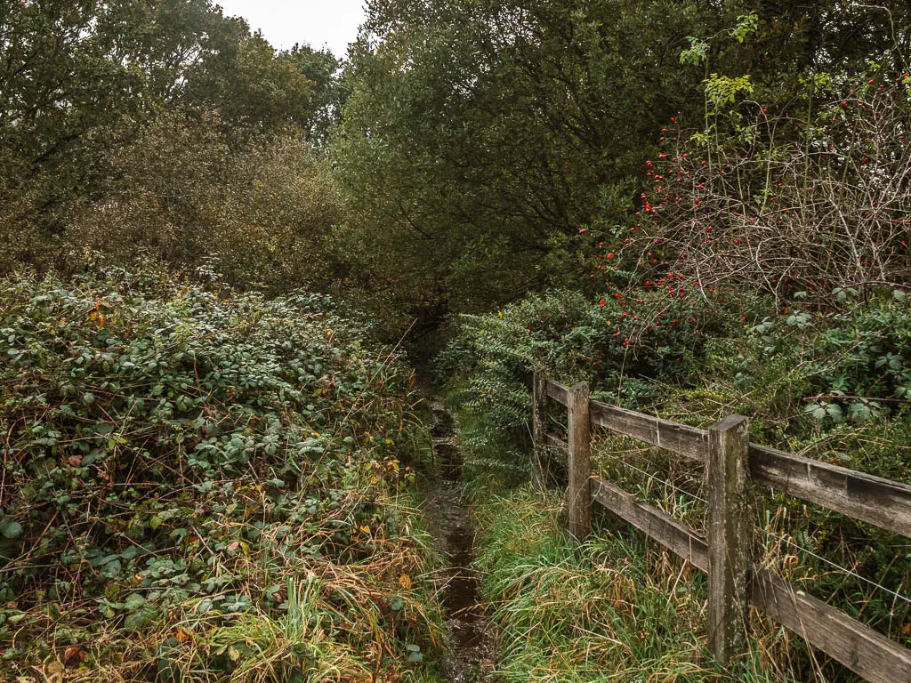 A very thin waterlogged trail with bushes on the left and a wooden fence partially engulfed by bushes on the right.