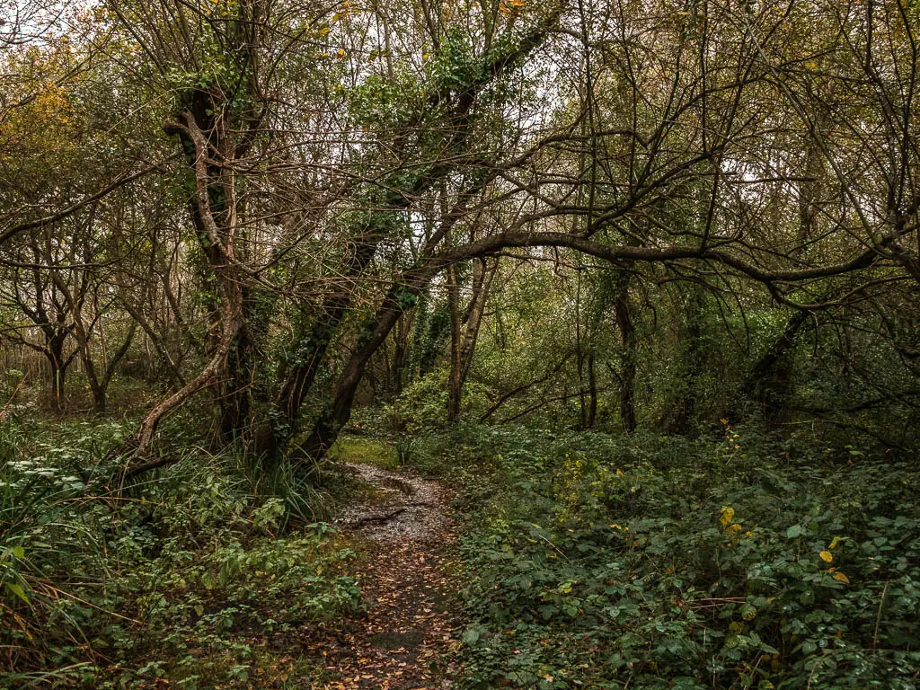 A narrow dirt trail leading through a wooded area, full of leaning straggly trees.