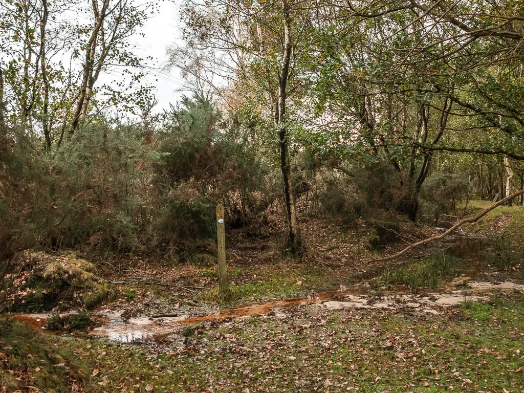 An area of green with a waterlogged patch ahead, and a wooden stump sign.