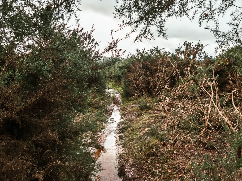 A thin waterlogged trail surrounded by bushes, when walking between Wareham and Corfe Castle.