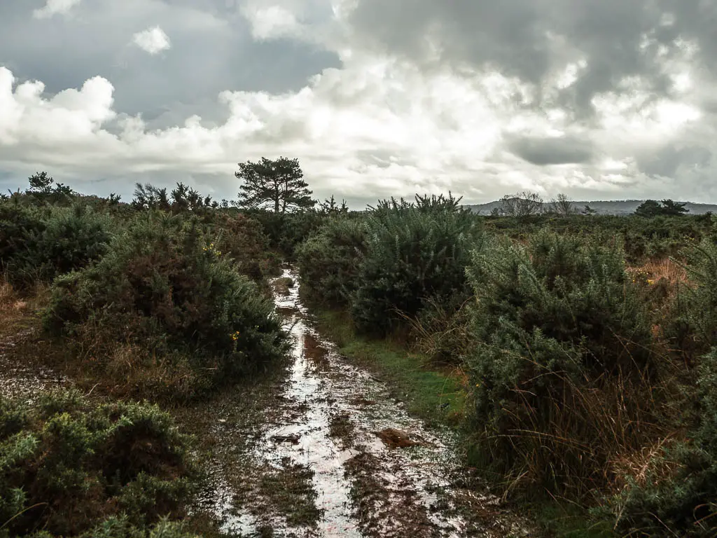 A waterlogged strip of trail, lined with bushes.