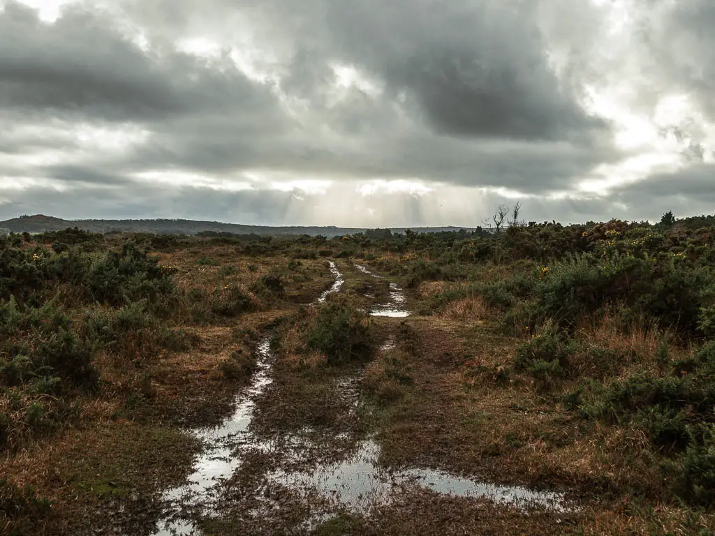 Walking through the heathland, with patches of wet bog. 