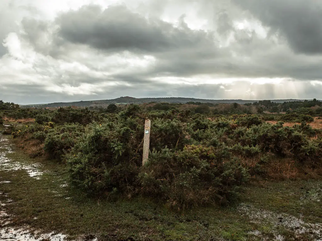 A wooden stump trail sign in the bush, surrounded by boggy ground.