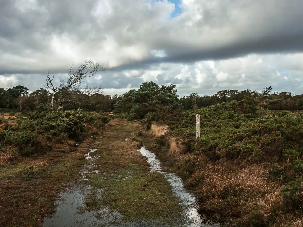 A green grass trail with puddles of water. There are bushes on both sides, and a wooden stump trail sign on the right.