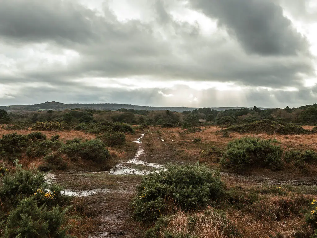 Looking across the boggy heathland, with patches of bushes, on the walk towards Corfe Castle from Wareham.