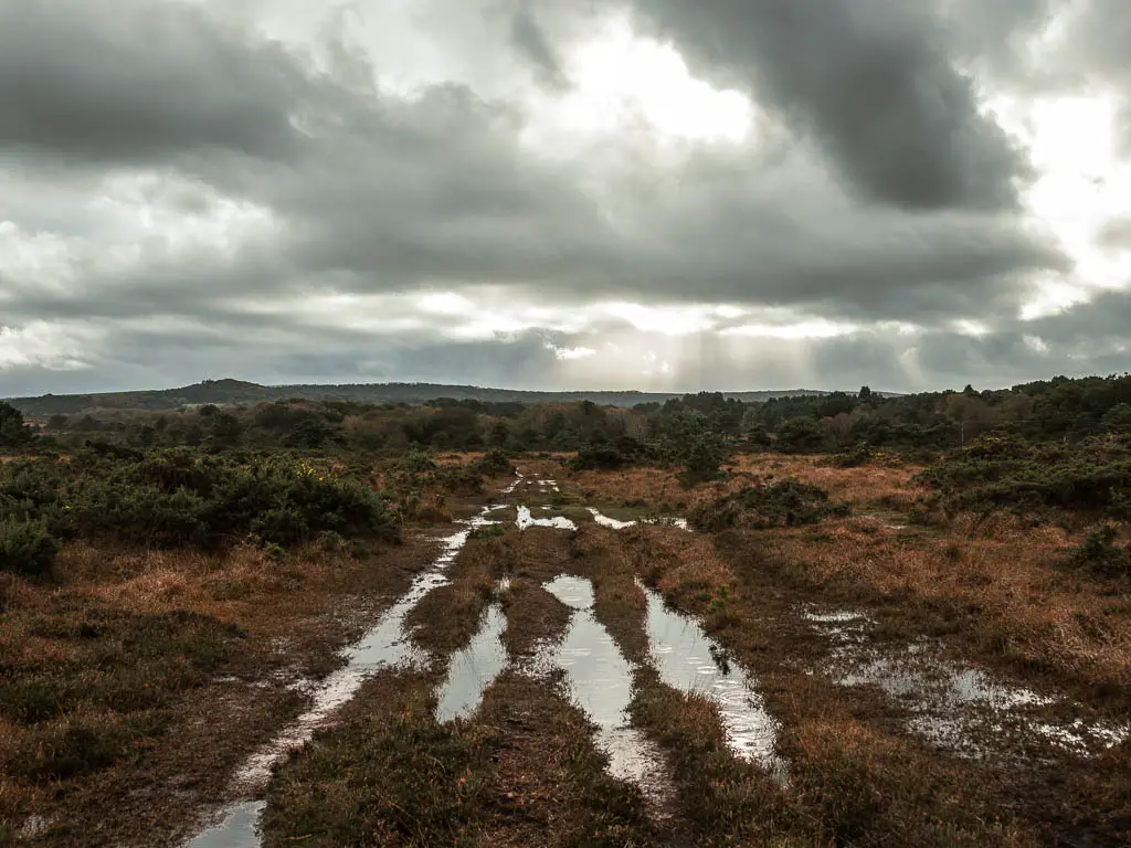 A waterlogged boggy trail through the heath, on the walk from Wareham to Corfe Castle. There a bush spotted about, and trees ahead in the distance. It's an overcast cloudy day.