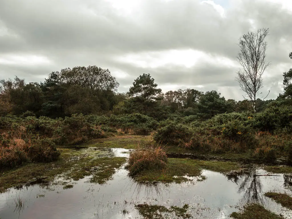 A big puddle across the trail, surrounded by small bushes, and some trees ahead.