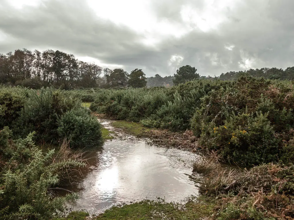 A big puddle in the middle of the walking trail. It is surrounded by green bushes.