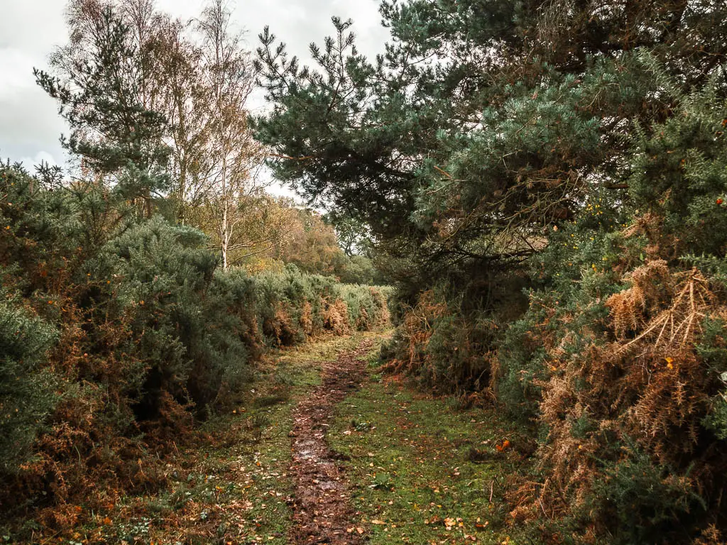 A narrow dirt trail through the grass, with a green hedge on the left and bushes and trees on the right.