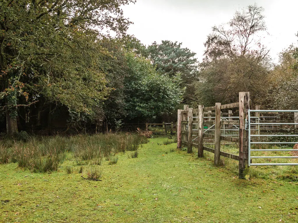 A green grass area, with a wooden fence on the right and trees ahead.