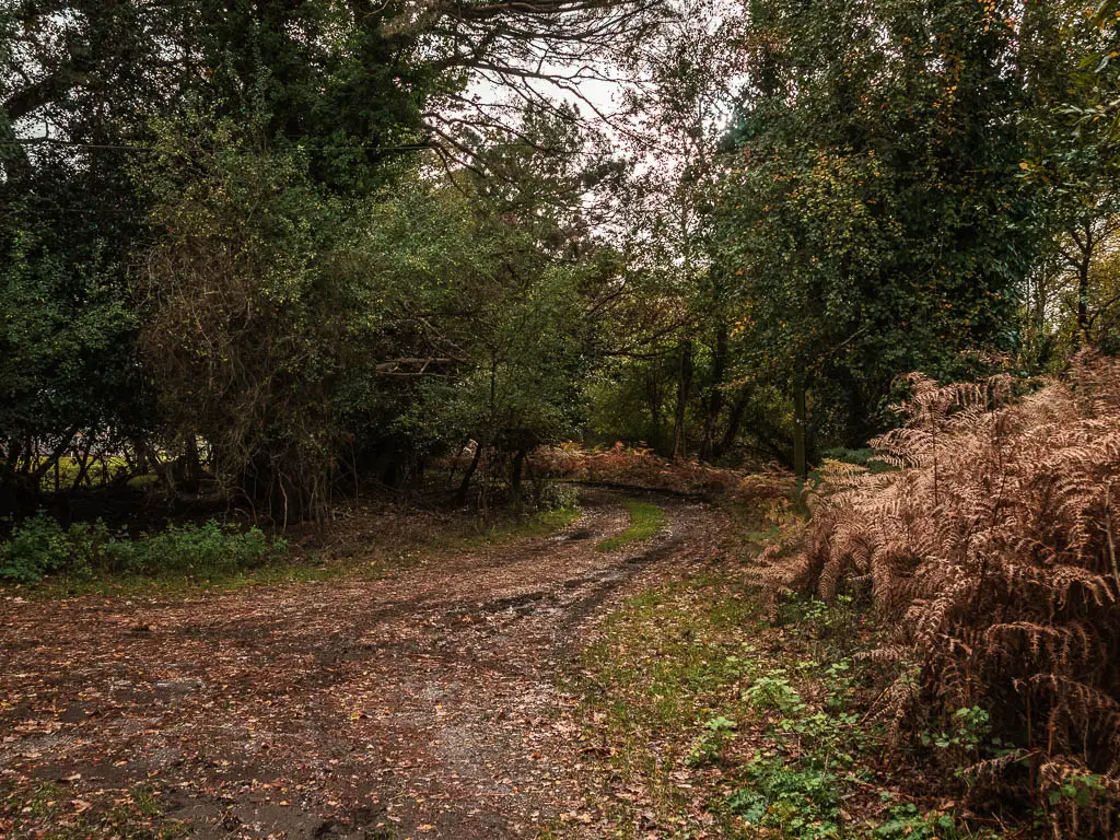 A wide dirt road curving to the right then left, surrounded by straggly trees, with some orange fern on the right.