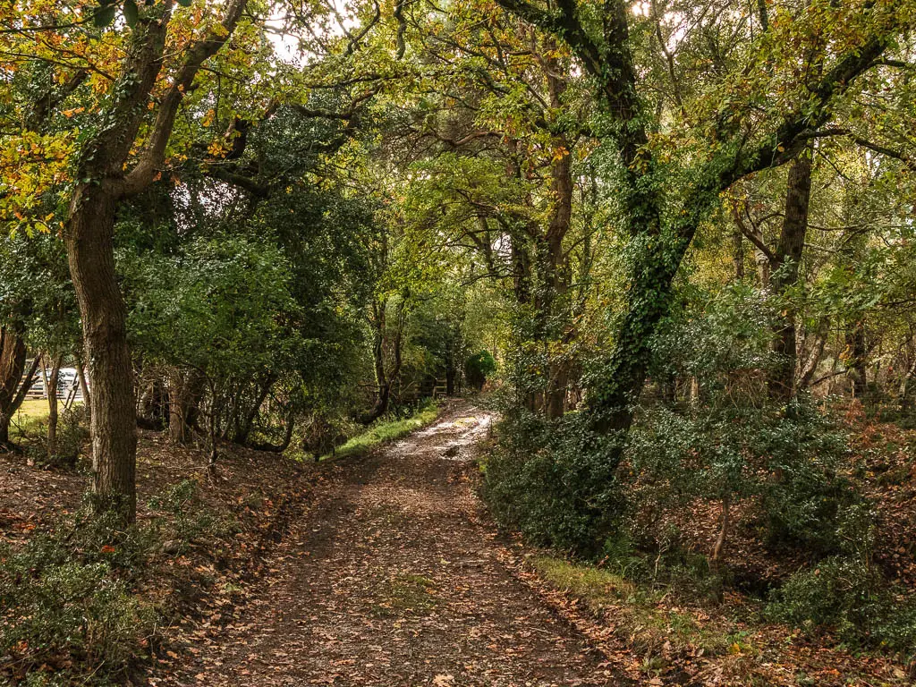 A wide dirt road leading ahead, lined with straggly trees and green bushes.