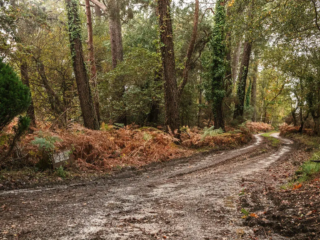 A dirt road leading to the right, with orange fern and tall trees on the other side, when walking towards Corfe from Wareham.