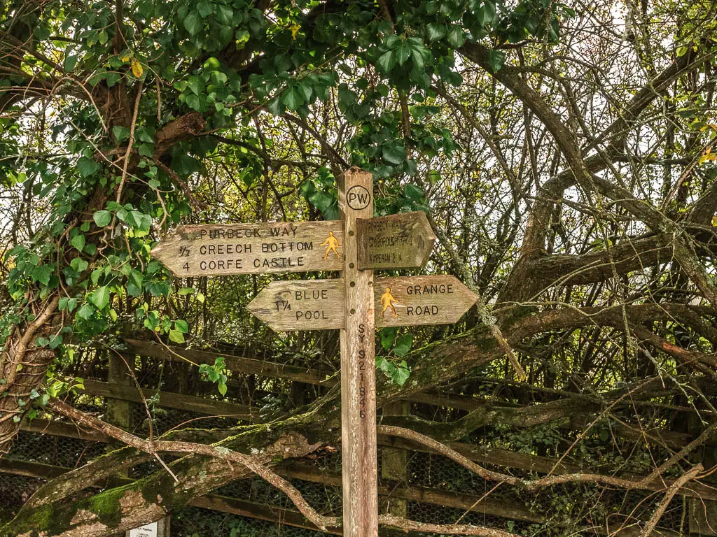 A wooden trail signpost pointing left to walk to Corfe Castle. It is in front of straggly tree branches.