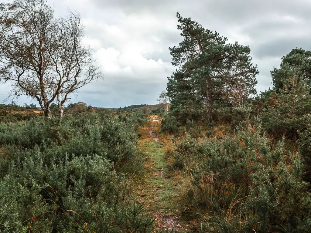 A narrow green trail lined with bushes.