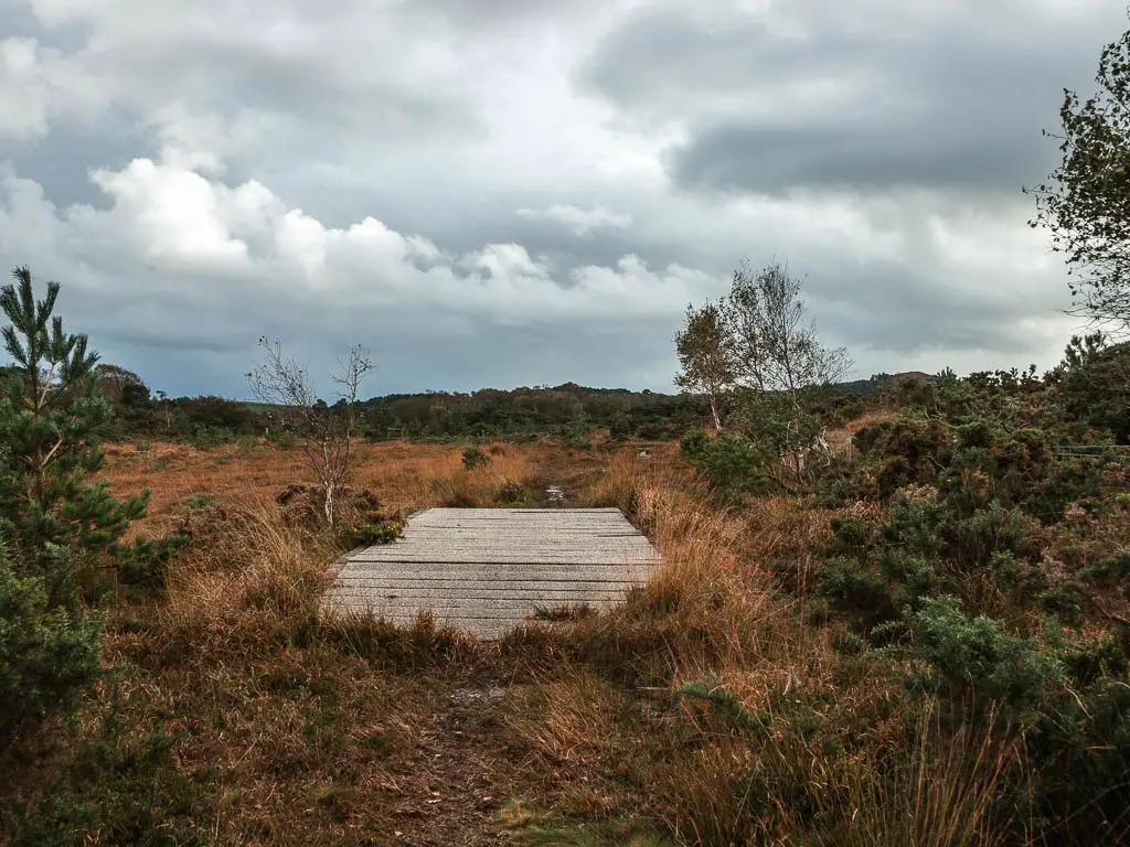 A wooden walkway on the heath, on the route between Wareham and Corfe Castle.