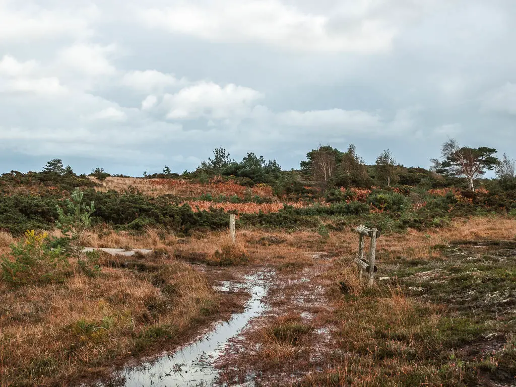 A waterlogged boggy patch  on the heathland.