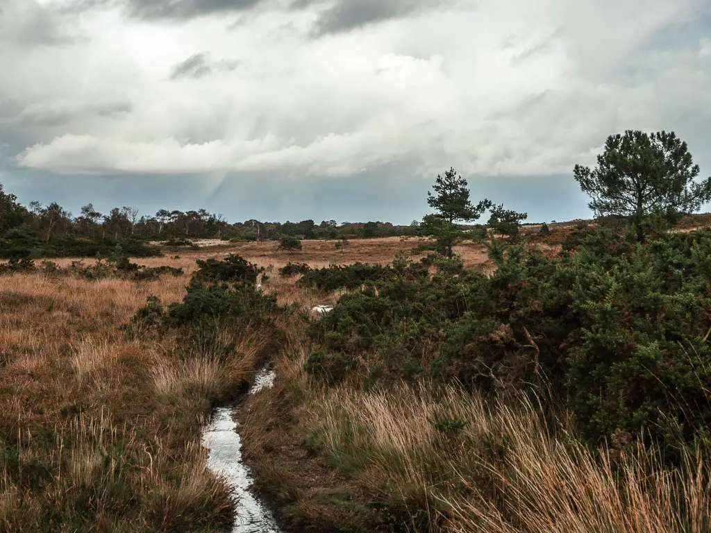 A thin waterlogged trail leading through the tall grass of Creech Heath.