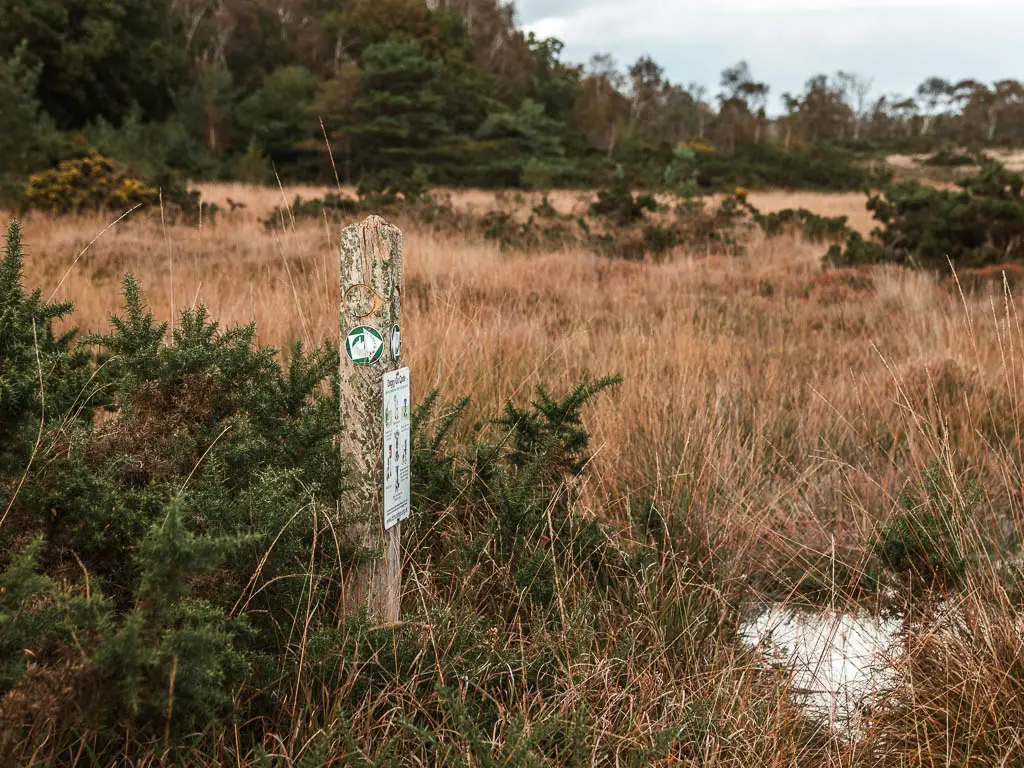 A wooden stump sign in the tall grass of the heath, with a green arrow pointing right.